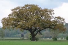 @ Alfred Oberpaul