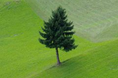 Einzelne Tanne auf Bergwiese