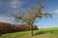 Freistehender Apfelbaum Stampfelberg Aschau