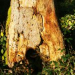 IMG_20201129_141444-1.jpg